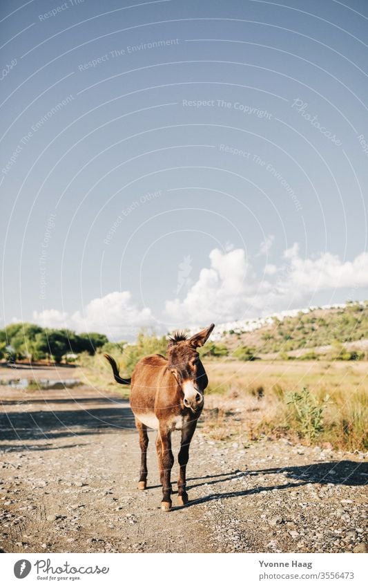 Freudiger Esel Sommer Sommerurlaub Eselsohr Außenaufnahme Tier Farbfoto Tierporträt Natur Neugier Blick in die Kamera braun Menschenleer Nutztier Tiergesicht