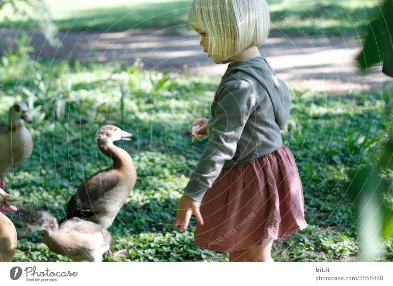 Kleines, süßes, niedliches, blondes Mädchen mit lustigem Pony, steht in der Natur mit traumhaft, schönem Licht, zum Enten füttern. Das Kind hält Brot, als Tierfutter in der Hand, wirft es zu den Tieren und freut sich über deren Hunger.