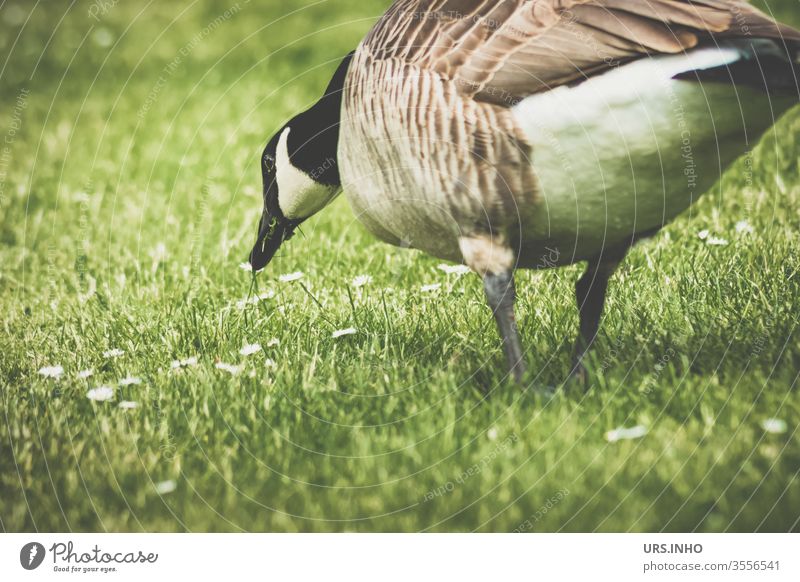 Eine Stockente watschelt auf der Wiese und nascht Gänseblümchen Ente Gras fressen naschen Tier Vogel Farbfoto Außenaufnahme vintage menschenleer Schnabel Tag