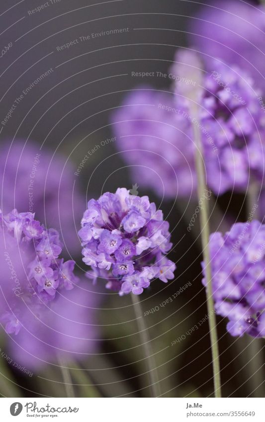 Lavendel Lavendelblüte vor dunkelgrünem Hintergrund lila Pflanze Flora Garten Natur Makro Blau Blume Blüte blühen Tag Sommer frühling Nahaufnahme unscharf