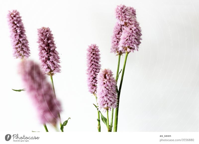 Schlangen-Knöterich Blume Blüte Pflanze grün Natur Makroaufnahme weiß Farbfoto Nahaufnahme Blühend Menschenleer Detailaufnahme Schwache Tiefenschärfe