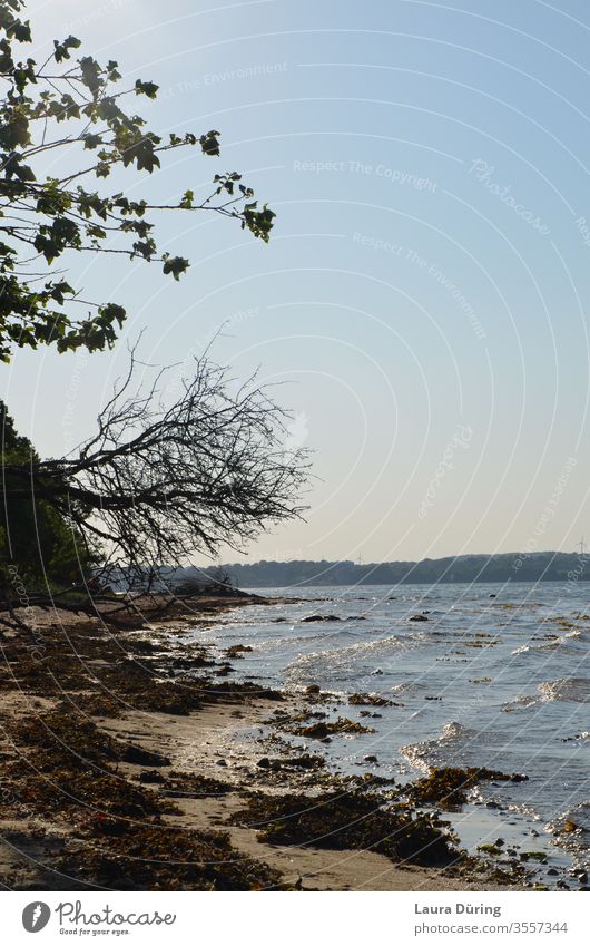 Rauer Strand mit blauem Himmel Wasser rau wild Holnis Meer Außenaufnahme Wellen Natur Umwelt Landschaft Urelemente Küste Farbfoto natürlich