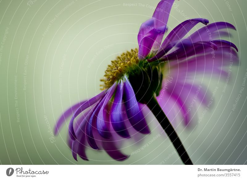 Blütenkopf von Brachycome multifida (blaues Gänseblümchen), einem australischen Endemiten mit Orton-Effekt.  Nicht Brachycome iberidifolia. Blumen violett