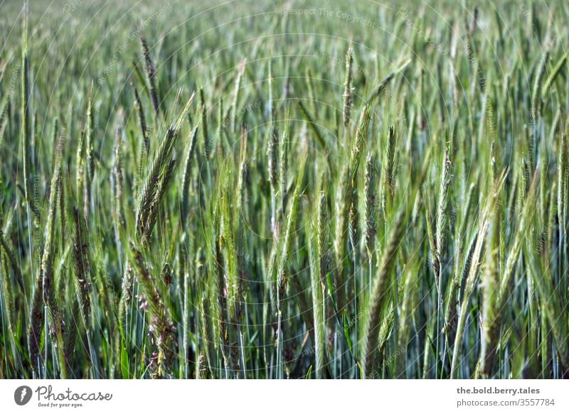 Weizenfeld Feld Getreide Getreidefeld Getreideähre Weizenähre Ähre grün Natur Pflanze Nutzpflanze Sommer Landwirtschaft Wachstum Ähren Kornfeld Außenaufnahme