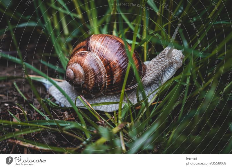 Weinbergschnecke Schnecke Fauna Schneckenhaus kriechen Gras groß Wildtier Tier glänzend braun grün Nahaufnahme Natur Tierporträt Froschperspektive Fühler