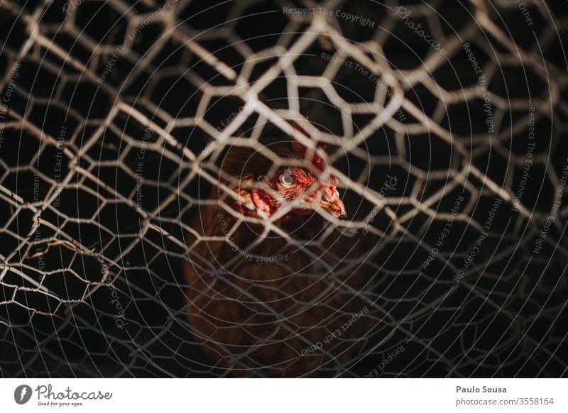 Huhn-Portrait Hähnchen Federvieh Geflügelfarm Vogel Hahn Nutztier Farbfoto Tierporträt Außenaufnahme Bauernhof Ackerbau Tag Forstwirtschaft Küken Textfreiraum