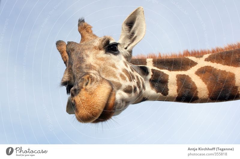 Halloooooo - du da Tier Wildtier Tiergesicht Fell Zoo 1 außergewöhnlich Coolness frech Freundlichkeit groß lustig Neugier niedlich blau braun Freude