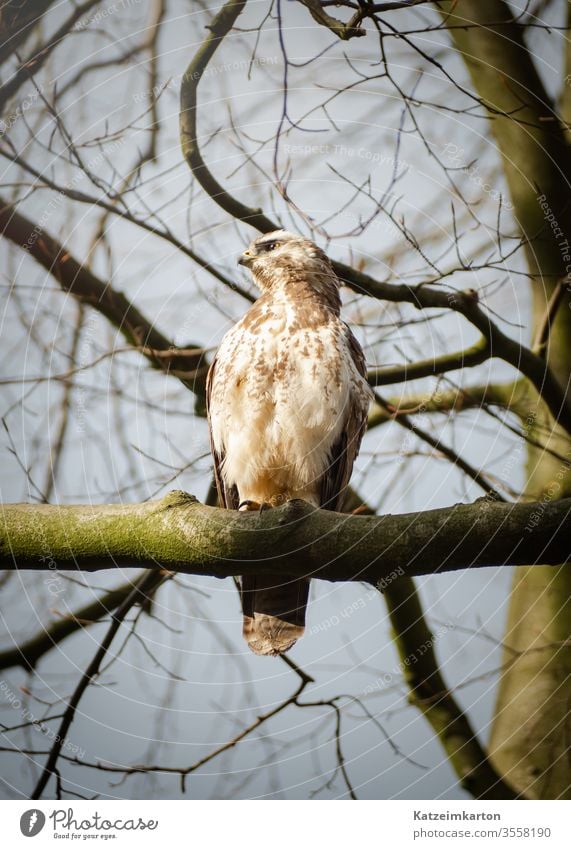 Mäusebussard im Baum sitzend Frühling Raptor Ast Vogel Bussard Tierwelt Natur Raubtier gehockt Porträt im Freien Sitzen Schnabel Greifvogel Winter Jäger Jagd