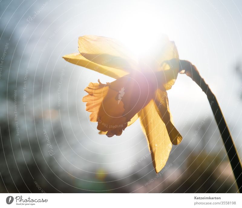 Narzisse in der Sonne Licht glühen Sonnenlicht im Freien Gartenarbeit Lichtschein Farbe Sommer farbenfroh Schönheit hell gelb Ostern Frühling schön Blütezeit