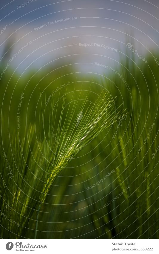 Stroh von einem Getreidehalm in einem Getreidefeld Gras Frühling natürlich Natur Land Korn Hintergrund Kornfeld Ackerbau Mais Sommer golden Himmel Bauernhof