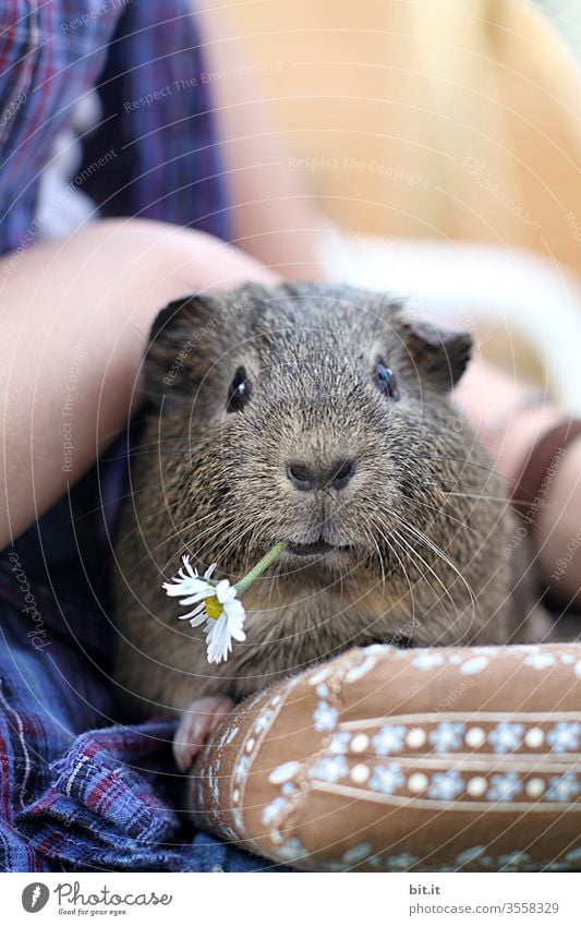 Blümchen für Mausi Meerschweinchen Haustier Gänseblümchen Blume Blüte Fressen Essen füttern Tier Tierporträt Tiergesicht Tierliebe Streicheln sitzen genießen