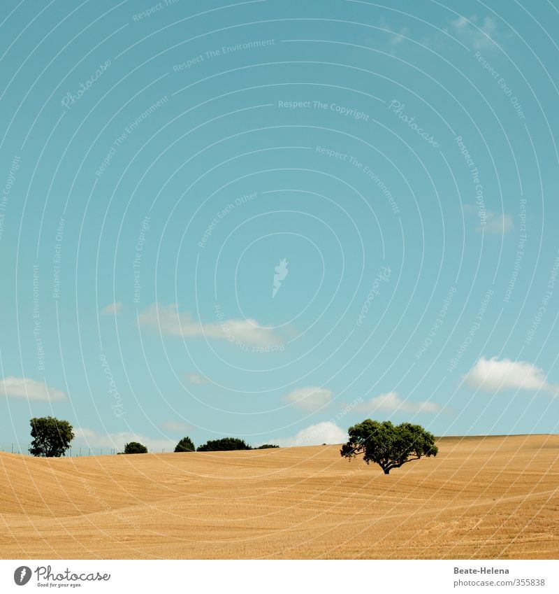 Textfreiraum | Heiter bis wolkig Natur Landschaft Himmel Wolken Sonne Sommer Schönes Wetter Baum Feld Wege & Pfade leuchten dehydrieren warten ästhetisch blau