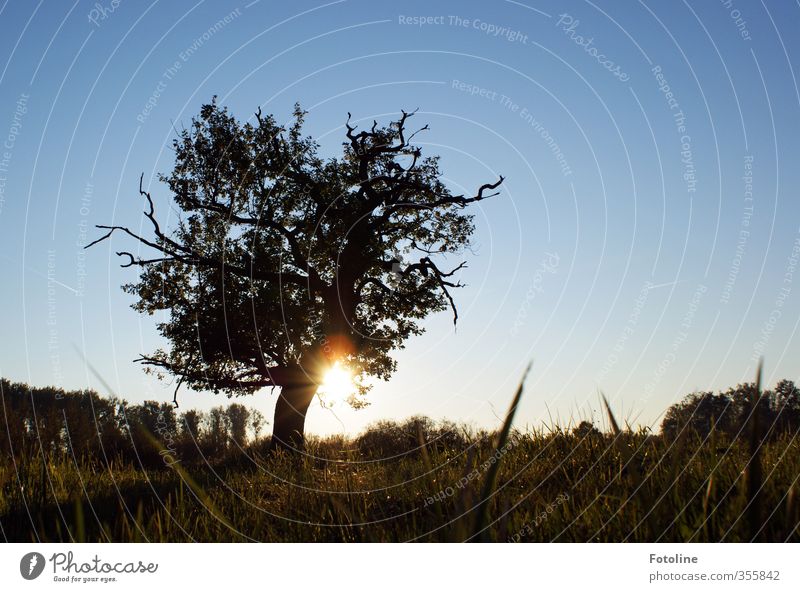 Lieblingsbaum Umwelt Natur Landschaft Pflanze Himmel Wolkenloser Himmel Sonne Sommer Baum Gras Wiese Feld hell blau Farbfoto mehrfarbig Außenaufnahme