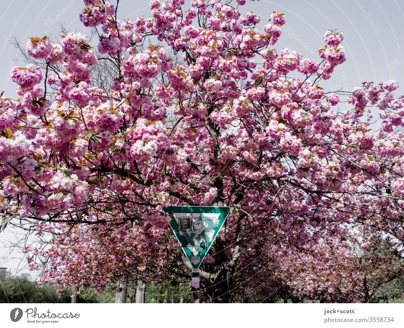 Zeichen von geschützten Grünflächen inmitten blühender Kirschblüten Blühend Frühling Kirsche rosa Kirschbaum Natur Park Mauerpark Blüten Frühlingsgefühle Idylle