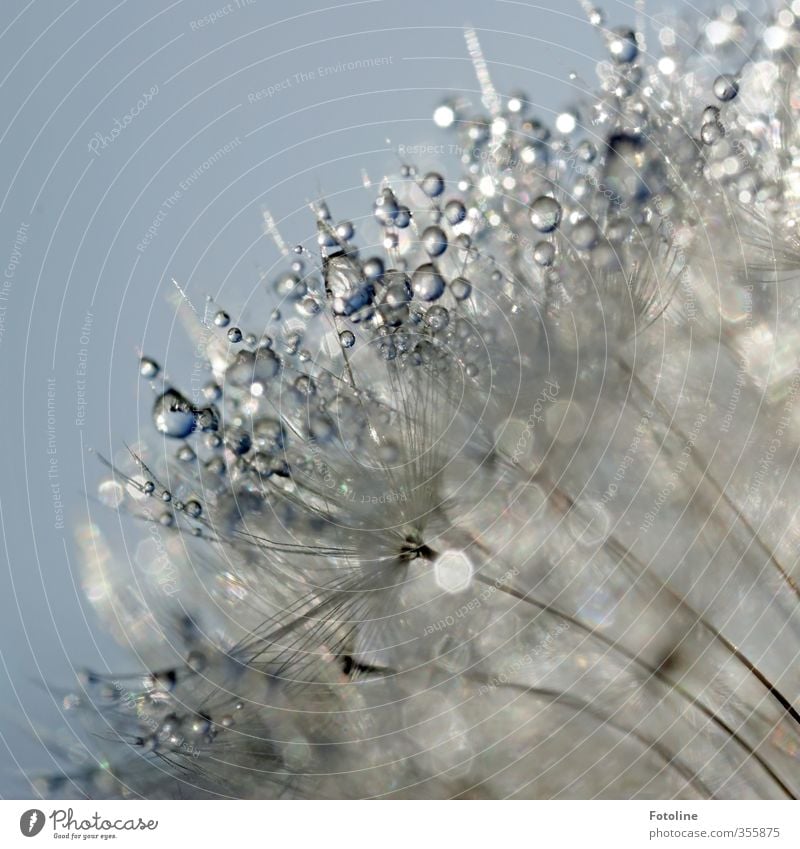 Gefunkel Umwelt Natur Pflanze Urelemente Wasser Wassertropfen Himmel Wolkenloser Himmel Sommer Schönes Wetter Blume Garten nass natürlich Löwenzahn Farbfoto