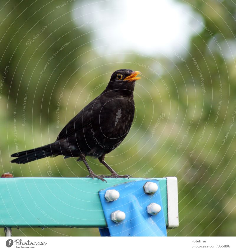 Amselkonzert Umwelt Pflanze Tier Garten Park Wildtier Vogel 1 natürlich blau grün schwarz maskulin Amselmännchen Schnabel Feder Farbfoto mehrfarbig