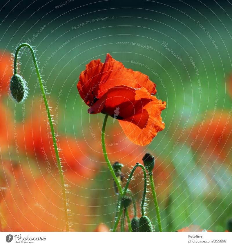 Rot wie...Mohn Umwelt Natur Pflanze Sommer Schönes Wetter Blume Blüte Garten Park Feld nah natürlich schön Wärme grün rot Mohnblüte Mohnfeld Mohnkapsel Farbfoto