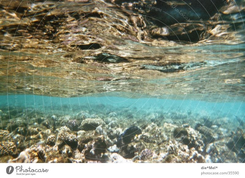 Unterwasser tauchen Schnorcheln Unterwasseraufnahme Meer durchsichtig Fischschwarm Korallen Luftblase Licht Sonne Rotes Meer blau Wasser Natur Bewegung