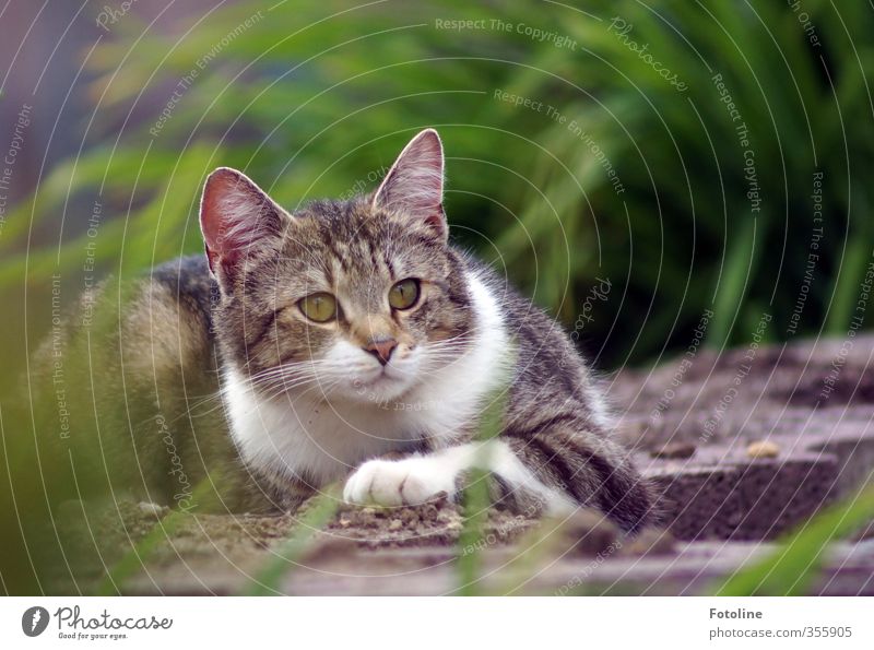 Was'n da los? Umwelt Natur Pflanze Tier Urelemente Erde Gras Garten Haustier Katze Tiergesicht Fell 1 kuschlig nah natürlich weich Farbfoto mehrfarbig