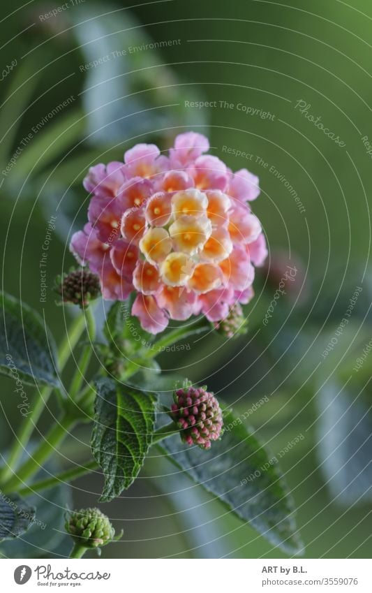 Wandelröschen blume blüte knospen wandeln garten drauussen blatt blätter blütenblätter mehrfarbig