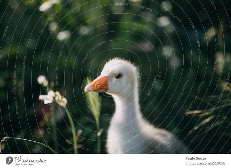 Gänsebaby Hausgans Gänsevögel Vogel Nutztier Landwirt Bauernhof Tier Außenaufnahme Farbfoto Tierporträt Natur Federvieh Tag Entenvögel Wiese