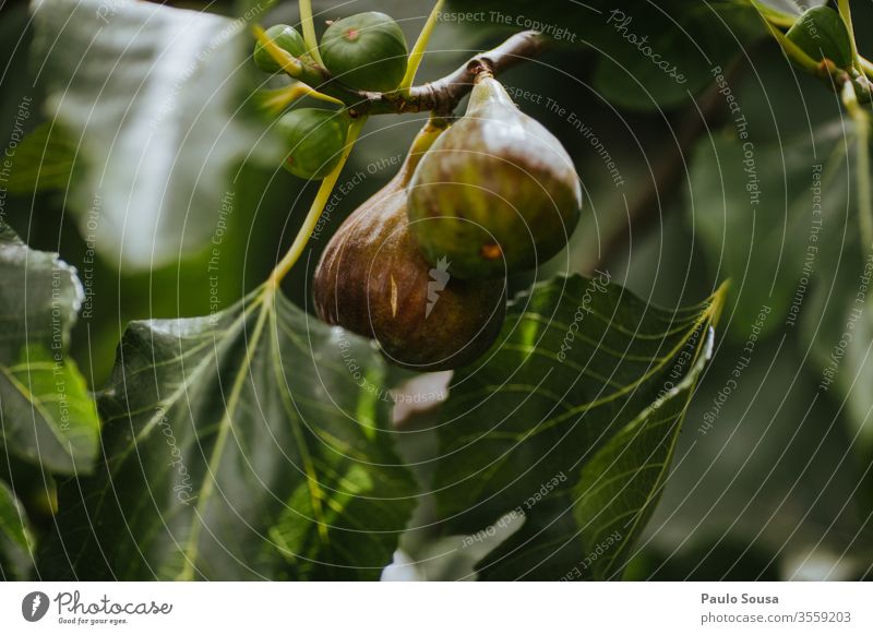 Nahaufnahme einer Feige in einem Baum Frucht Bioprodukte organisch Biologische Landwirtschaft Gesundheit Gesunde Ernährung Lebensmittel lecker natürlich