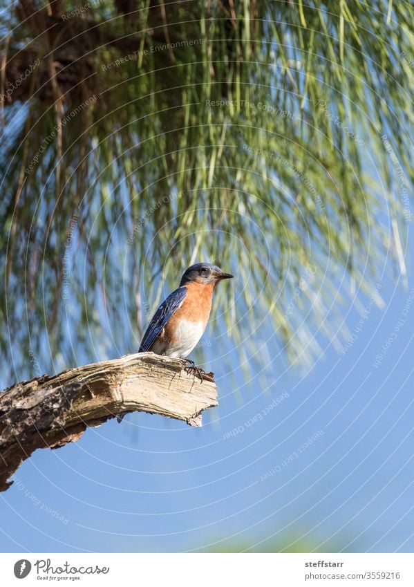 Männlicher östlicher Blauvogel Sialia sialis sitzt auf einem Ast hoch in einem Baum blauer Vogel Blaukehlchen Rotkehl-Hüttensänger wach Barsch Florida Wildvogel