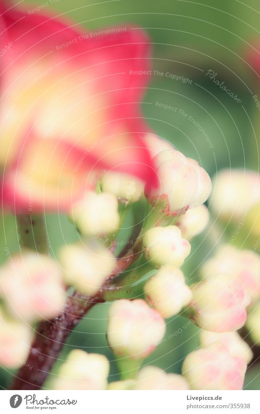 Blume im Frühling Umwelt Natur Pflanze Sonne Sonnenlicht Schönes Wetter Blatt Blüte Nutzpflanze Garten Park Duft leuchten ästhetisch dünn Freundlichkeit frisch