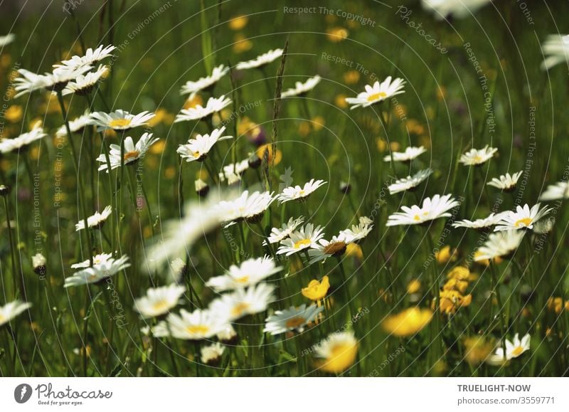 Leuchtend blühende Margeriten und Butterblumen auf einer gesunden bayerischen Weide Blumenwiese Wiese Natur Umwelt frisch Frühling Sommer weiß gelb grün