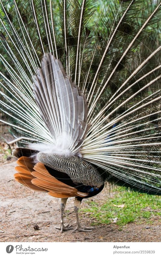 überraschend anders Pfau Feder Farbfoto Pfauenfeder Menschenleer Rückansicht Vogel Tier Tierporträt schön mehrfarbig Nahaufnahme Stolz