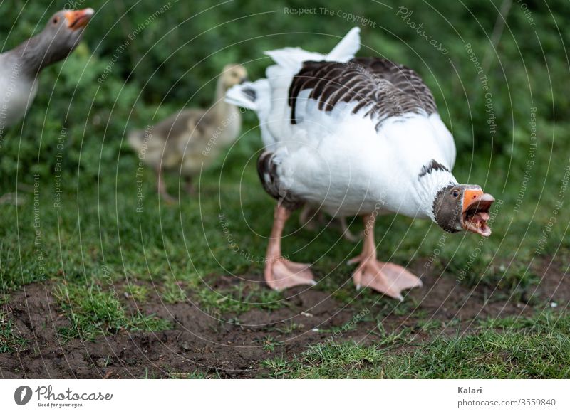 Eine Gans verteidigt ihre Küken oder Gössel und faucht den Angreifer an gans tier bauernhof schnabel tierhaltung weiß wild lebende tiere green einheimisch natur