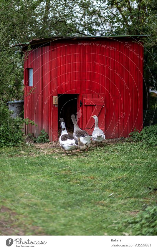 Gänse in Freilandhaltung gehen zu ihrem Stall in rot auf einer Wiese freilandhaltung gänsestall gans tierhaltung gössel bauernhof schnabel schwarm küken weiß