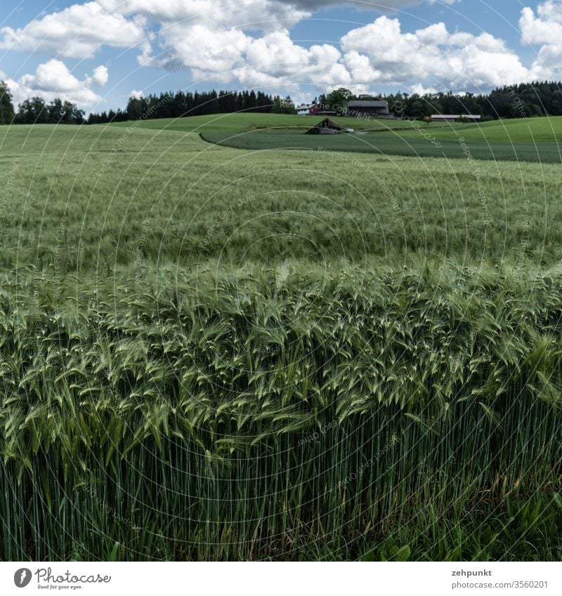 Ein grünes Gerstenfeld, im Vordergrund sind die Stile und die Ähren als Strukturen zu sehen, in die Tiefe des Bildraumes erstreckt sich das Feld, rechts hinten schliessen sich andere Felder an. Wald an der Horizontlinie knapp unter dem Bildrand , Wolken