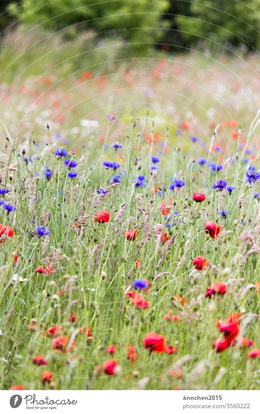 Mohn und Kornblumenfeld mit Gräsern Feld Wiese Frühling Sommer romantisch Blüten Natur Blumen Außenaufnahme Pflanze Umwelt grün rot Menschenleer Mohnblüte schön