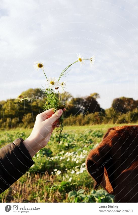 Hund auf Wiese betrachtet Blumen in der Hand Neugier Stimmung schön Perspektive Feld Himmel Natur Außenaufnahme Farbfoto Umwelt Schönes Wetter Frühling