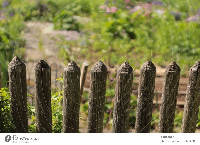 Blick in einen blühenden Garten über einen Holzzaun. Beete, anpflanzen. garten beete grün Frühling Pflanze Natur Blüte natürlich