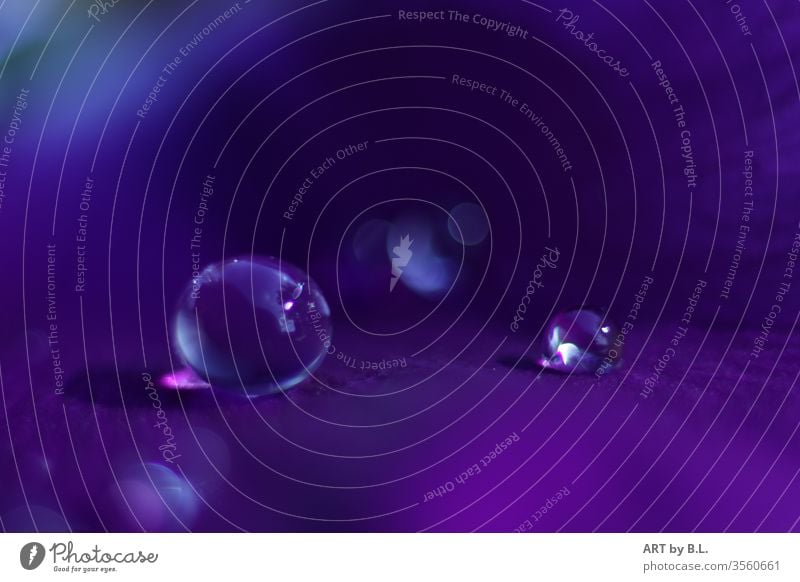 Tropfen tröpfchen wasser wassertröpfchen regen regentröpfchen blütenblatt drop drops blume tropfenbild