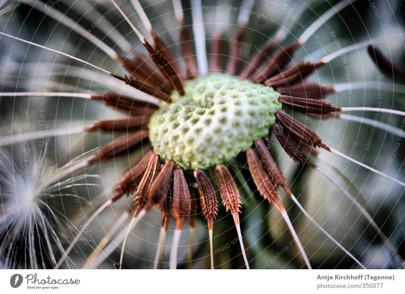 Pusteblume Natur Landschaft Sommer Herbst Pflanze Blume Grünpflanze Nutzpflanze Wiese fliegen verblüht ästhetisch außergewöhnlich braun weiß Kirschblüten