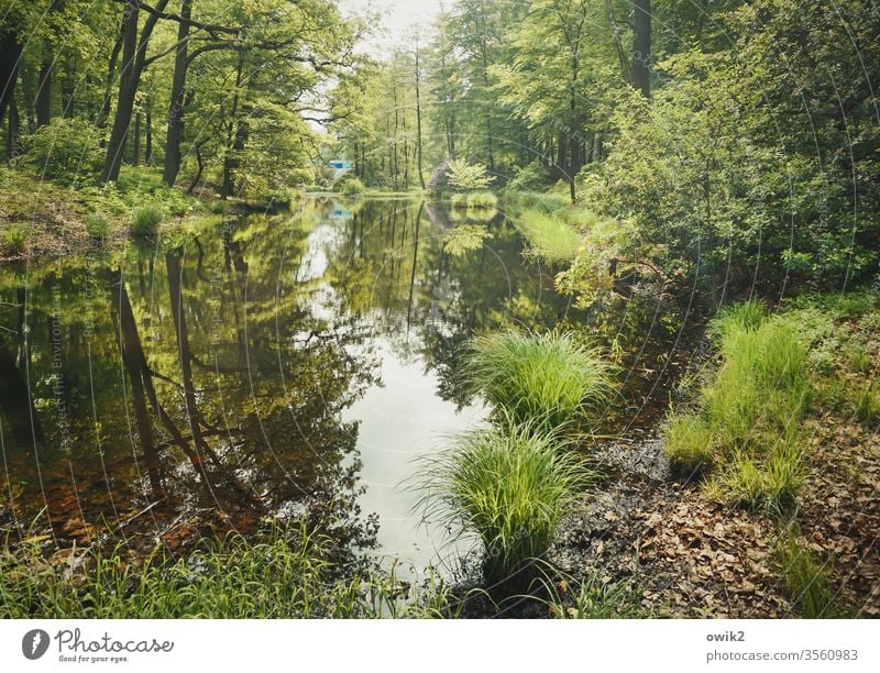 Waldsee Park Kromlau Landkreis Görlitz Ostdeutschland Niederschlesien Sachsen Außenaufnahme Farbfoto Menschenleer Landschaft Bäume Sträucher Gräser