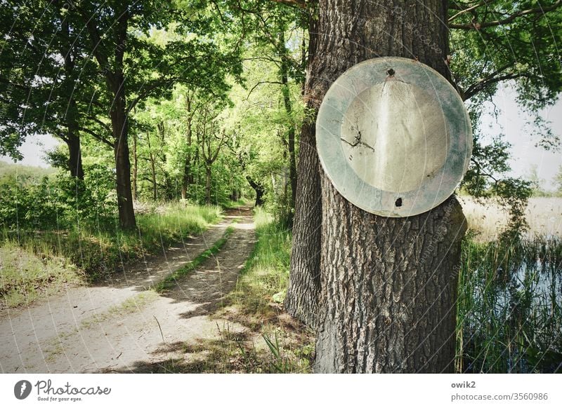 Hier gilt die StVO Natur draußen Baum Schild Verkehrszeichen Waldweg Fahrverbot Außenaufnahme Farbfoto Menschenleer Tag Landschaft Umwelt Pflanze Sonnenlicht