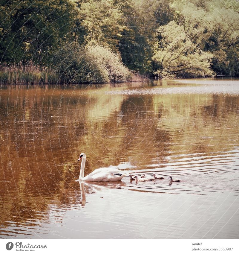 Verfolgungswahn Familie & Verwandtschaft Schwan Küken Jungvögel Kinder Gefolge Jungvogel Wildtier Natur Teich Tierjunges Menschenleer Farbfoto niedlich Vogel