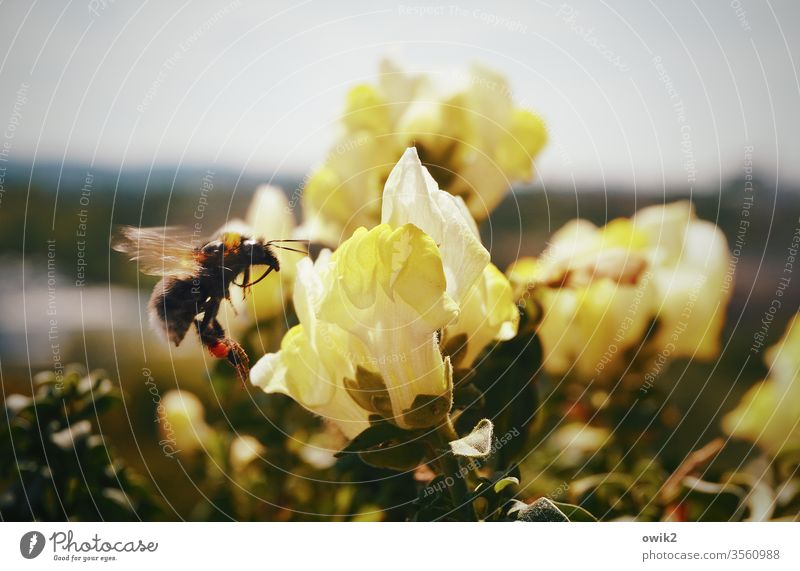 Jäger und Sammler Hummel fliefend schwebend Schwebeflug Insekt Makroaufnahme Blüte Natur Außenaufnahme Pflanze Blume BlüteBalkon Balkonpflanze summend Flügel