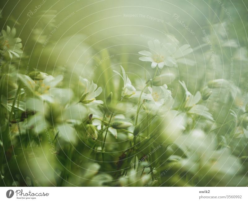 Pastellwiese Wiese Blümchen Bodendecker Blüten blühen klein nah viele Bewegungsunschärfe Unschärfe duftend Natur Pflanze Blume Frühling Außenaufnahme Farbfoto