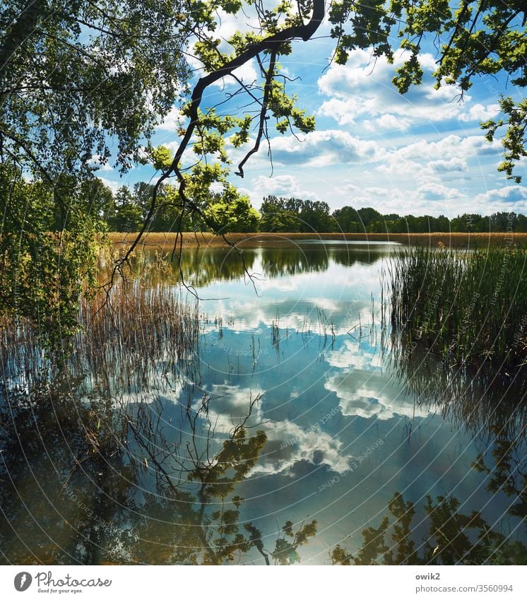 Sanftes Idyll See Wald Horizont Wasser Natur Baum Landschaft Himmel Außenaufnahme Reflexion & Spiegelung Farbfoto Pflanze grün Sträucher Schönes Wetter Bäume