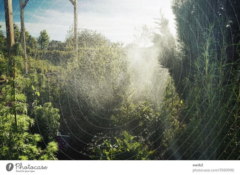 Freibad Garten Regen Dusche Wasser nass Wassertropfen Bad Tropfen gießen Wachstum Pflanze Pergola Holz Sträucher Pflanzen Beet Gebüsch Natur Außenaufnahme