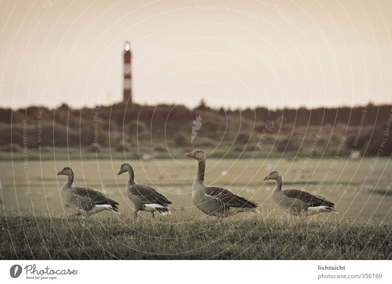 heimwärts Natur Landschaft Himmel Wiese Feld Küste Nordsee Insel Vogel 4 Tier Tiergruppe Tierfamilie gehen watscheln Gänsemarsch Amrum Leuchtturm Lampe Horizont