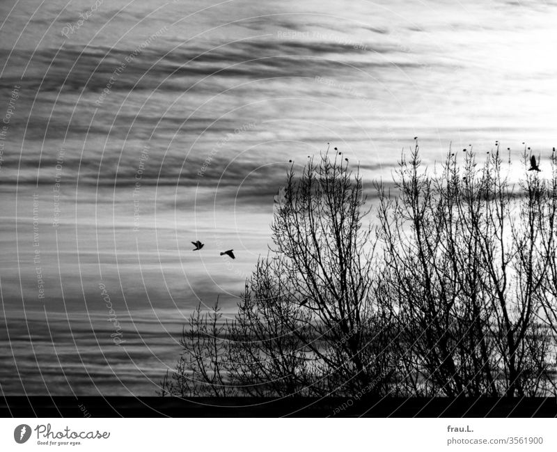 Wir drei, dieser gestreifte Himmel und die kahlen Bäume wären doch ein  hübsches Motiv für eine nette Fototapete, gurrten die Tauben. fliegen Außenaufnahme