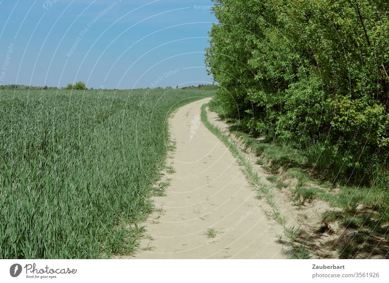 Ein Weg am Feldrand mit Büschen und Bäumen unter blauem Himmel Feldweg Sand grün Natur Frühling Baum Gras Horizont Weite Ziel Pfad Schönes Wetter