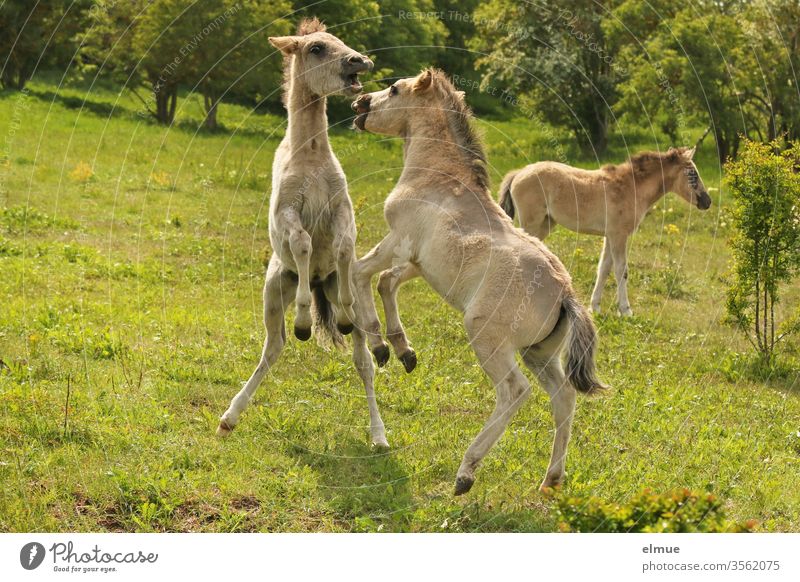 drei spielende Wildpferdfohlen im Grünen Fohlen Pferd Rangkampf Kräftemessen wild Pferdegebiss aufsteigen stehen Wiese Tierjunges Tierporträt Landschaft