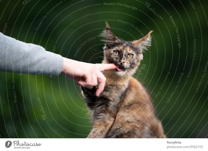 süßes Maine Coon Kätzchen beißt in den Finger Katze maine coon katze Langhaarige Katze Rassekatze Haustiere niedlich bezaubernd Katzenbaby Fell fluffig